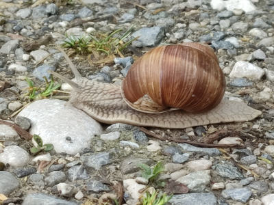 Schnecke auf Steinen (Weinbergschnecke)