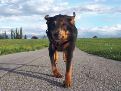 Mein Hund läuft nicht rund